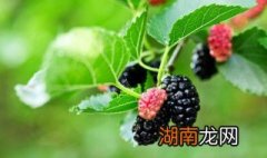 桑葚怎么洗才干净 怎么清洗桑葚