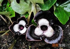 细辛的功效与作用