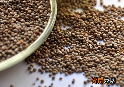 紫苏子的功效与作用