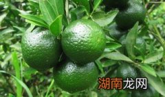 鲜青柑食用方法 青柑蜜怎么做如何做好吃