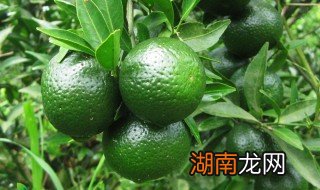 鲜青柑食用方法 青柑蜜怎么做如何做好吃