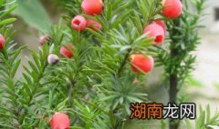 红豆杉食用方法 红豆杉如何食用