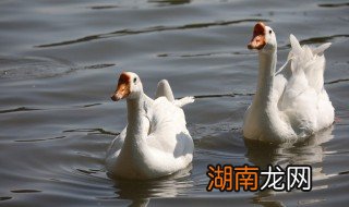 大鹅和什么一起炖好吃 鹅炖什么好吃又有营养价值