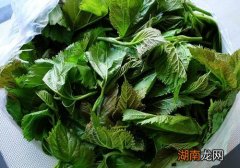 桑叶的作用与功效 泡水喝效果不错