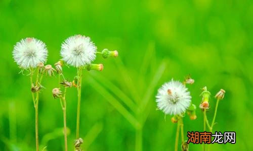 蒲公英和桑叶能一起泡水喝吗 桑叶蒲公英同饮有什么效果