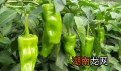 用青椒做剁椒怎么做 青椒做剁椒酱的方法介绍