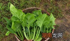 菠菜汤怎么做才好喝窍门 好喝的菠菜汤的做法步骤