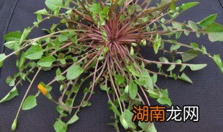 稻槎菜怎么做法好吃 稻槎菜好吃的做法介绍