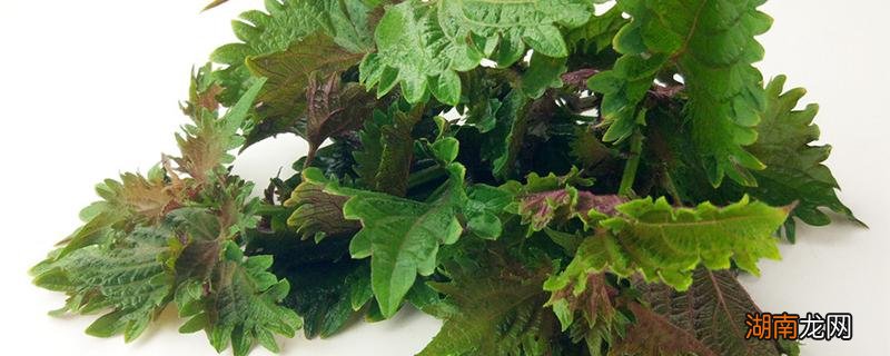 紫苏能泡茶吗 紫苏泡茶可以经常喝吗