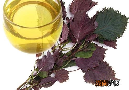 紫苏可以泡水喝吗 紫苏泡水可以长期喝吗