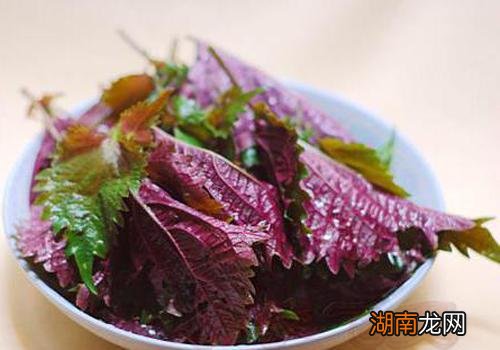 紫苏可以安胎吗 孕妇吃紫苏有什么好处