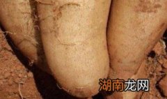 雪莲果是凉性还是热性 雪莲果属于什么水果