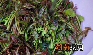 香椿怎样腌制和储存 香椿怎样腌制和储存好
