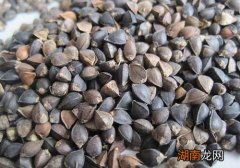 荞麦有什么营养 荞麦吃了有什么好处