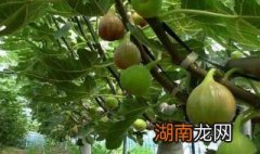无花果不能和什么一起吃 无花果不能和什么一起吃?