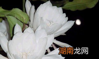 昙花怎么煮 昙花的食用方法