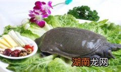 做甲鱼的方法 怎么做甲鱼