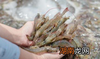 菜椒虾做法窍门 如何制作菜椒虾