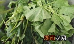寒菜怎么炒 寒菜如何炒