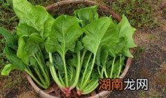 菠菜大米粥如何做 怎么做菠菜大米粥