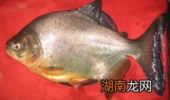 淡水白鲳如何做 淡水白鲳的做法介绍