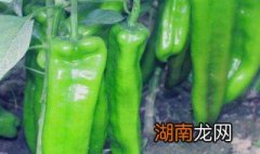 怎样挑选好的青椒 怎样挑选好的青椒视频