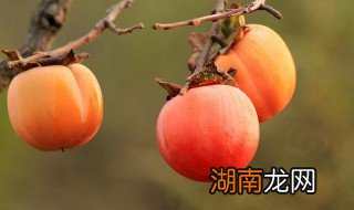 正确的保存柿子方法 储存柿子的方法