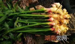 小黄姜跟普通姜的区别 食用小黄姜有什么禁忌？
