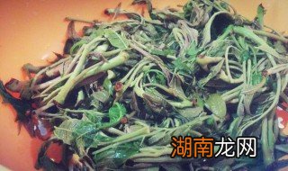 腌香椿的三种方法 如何腌制香椿