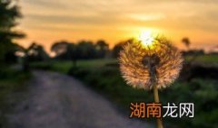 蒲公英根炒熟好还是生的好吃 蒲公英根怎么好吃