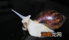 白玉蜗牛怎么吃 白玉蜗牛做法分享