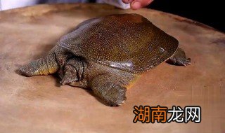 甲鱼的汆烫清洗法 甲鱼的汆烫清洗法是什么