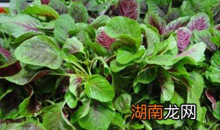 苋菜根可以吃吗 苋菜根可不可以吃