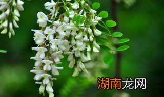 洋槐花怎么吃 洋槐花怎么吃有营养