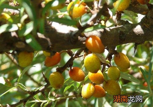 酸枣仁不能和什么配伍 酸枣仁有什么作用