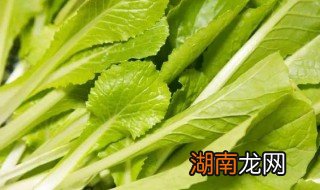 小白菜怎么存放 保存小白菜的窍门