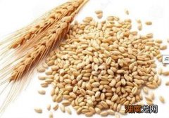 麦仁的功效与作用