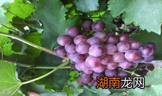 自制葡萄酒的制作方法 自制葡萄酒的制作方法和步骤