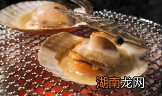 扇贝是什么 扇贝的简介