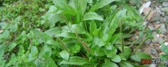 新鲜的车前草怎么吃 新鲜车前草能泡水喝吗