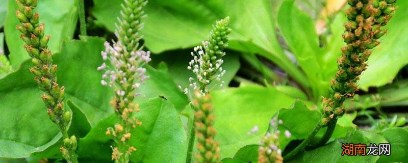 车前草可以炒着吃吗 车前草可以长期吃吗