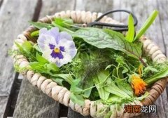 车前草怎么吃 车前草怎么吃最养生