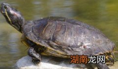 灵芝土茯苓炖乌龟怎么做 怎么做灵芝土茯苓炖乌龟