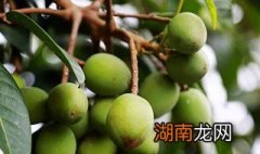 橄榄和青果的区别是什么 橄榄跟青果有什么区别