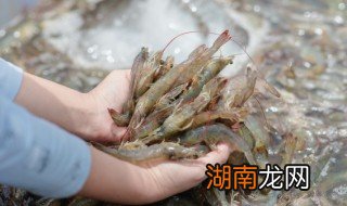 基围虾吃前怎么养着保鲜 活的基围虾怎么保存