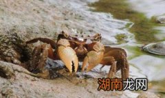 沙蟹汁的做法 怎样做沙蟹汁