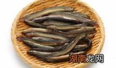 黄瓜炖泥鳅怎么做好吃 制作黄瓜炖泥鳅的方法