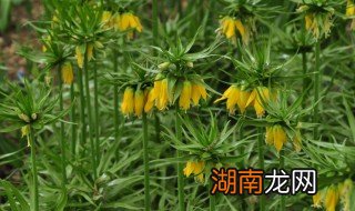 贝母花能吃吗 贝母花怎么吃