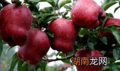 蛇果能吃吗 蛇果可不可以吃