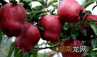 蛇果能吃吗 蛇果可不可以吃